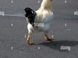 rated-chicken-germany.jpg