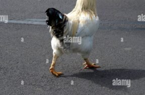 rated-chicken-germany.jpg