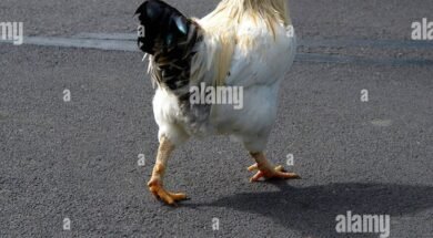 rated-chicken-germany.jpg